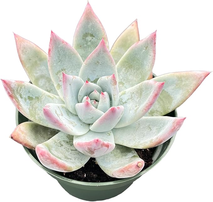 Live Succulents Echeveria Colorata VAR. Brandtii (4-inch), Succulent Plants Fully Rooted in Pots with Soil, Easy-Care House Plant for DIY, Home Office Decor, Wedding Party Favor