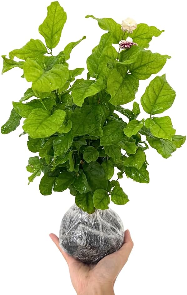 Gardenia Jasmine Plants Live, Set 3 of Frostproof Cape Jasmine Live Plants, 5 Inches to 7 Inches Long, Plant for Indoors Or Outdoor Gardening