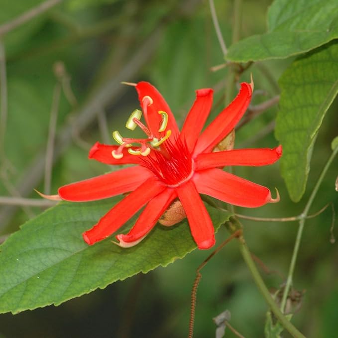 Red Passion Flower Plant - Red Passion Flower Vine Live Plant - Size 5 to 7 Inch Tall, Passiflora Flowers Starter Plant, Without Pot