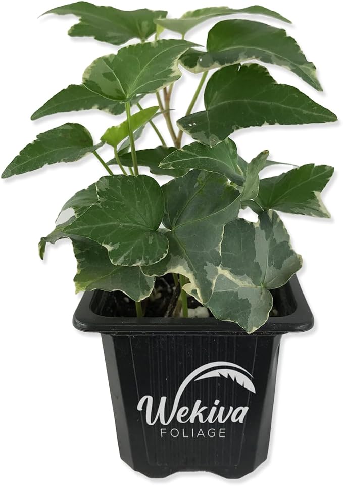 English Ivy Trio Variety - 3 Live Plants in 3 Inch Pots - Hedera Helix - Variegated, Golden, and Green English Ivy Indoor Houseplants