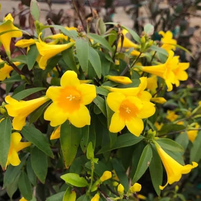 Jasmine Plant, Fragrant Jasmine Flower Vine 4-8 Inches Well Rooted for Container, Hanging Basket Growing (Vibrant Yellow)