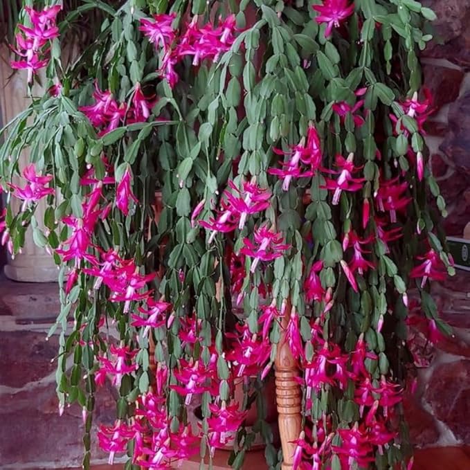 2 Pink Christmas Cactus Plants Live, True Thanksgiving Cactus Live Size 6-9" Inches Tall, Ready to Blooms, Holiday Houseplant, Cold Hardy, Bloom in Winter