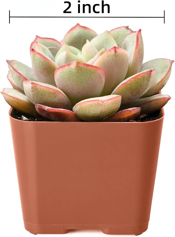 Succulent Plants (4 Pack), Live Succulents Fully Rooted in 2" Grower Pots, Unique Potted House Plant for DIY, Home Decor, Wedding Party Favor (Common Varieties)