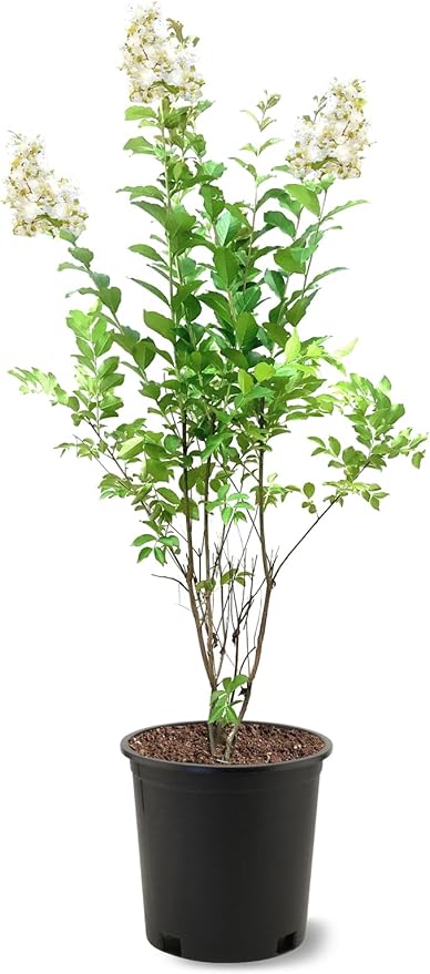 American Plant Exchange Crape Myrtle Tree, White Natchez, 3 Gallon Pot, 1-2ft. Tall, Large Flowering Live Plant for Outdoor Landscape, Garden & Patio, Fast Growing and Cold Hardy