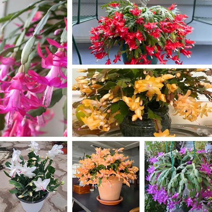 Set 2 Christmas Cactus Plants Live, Hanging Baskets Houseplants, Holiday Cactus Indoor Plants Live Well-Rooted 4-9" Tall, No Pot (Multicolor)