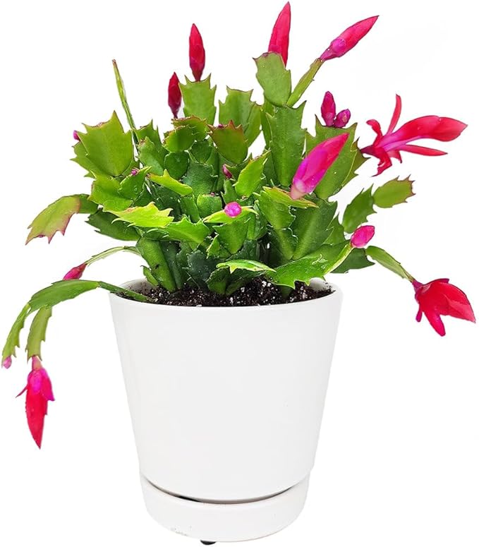 Christmas Cactus Thanksgiving Cactus (4 inch + Plastic Pot) - Red/Pink/White Zygocactus - Holiday Decorating with Cacti and Succulents - Christmas Gift Ideas 2025