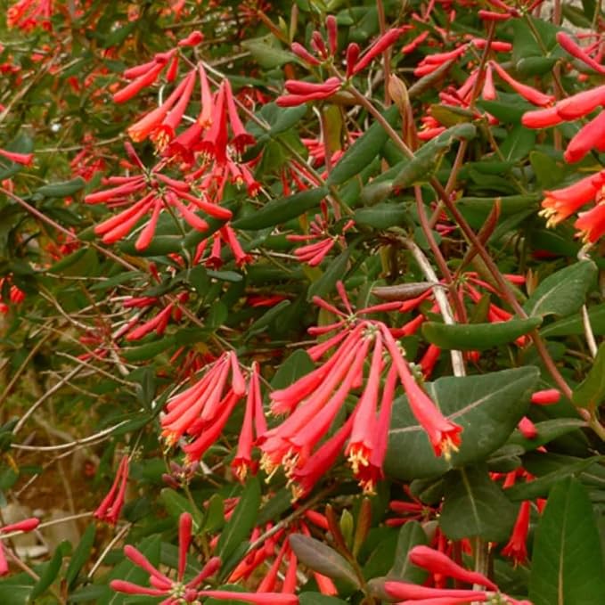 Dropmore Scarlet Climbing Honeysuckle Plant Live, Fragrant Honeysuckle Plants Vine Bushes in 2.5 Inch Pot