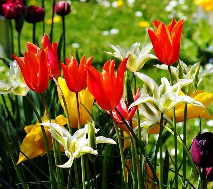 Tulips Lily Flowering Mixture Tulip Pink Red White Yellow Plant Bulbs Spring Flowering Gardens Size 12+ (15, Lily Flowering Mixture)