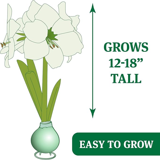 Pristine Forest Intokazi Waxed Amaryllis Flower Bulb with Stand, No Water Needed