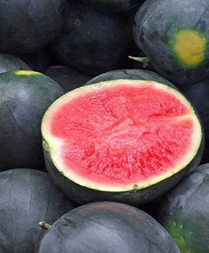 Black Diamond Watermelon Seeds, 25 Count COOL BEANS N SPROUTS Brand. Heirloom. Non-GMO. Home Gardening.