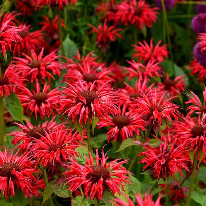 Red Bee Balm Live Plant, Perennial Garden Flower Plant, 3 to 6 Inch Tall Plant