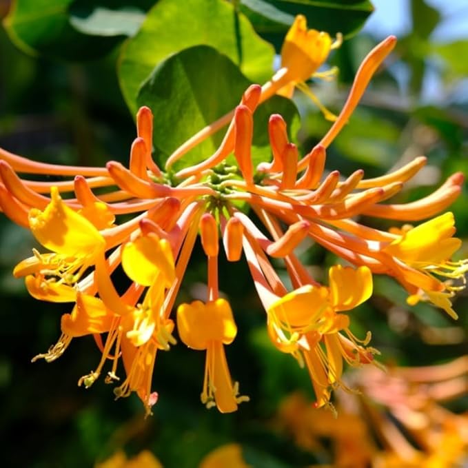 Honeysuckle Plant Live for Planting, Lonicera Honeysuckle Vine, Very Hardy, in 2.5 Inc Pot, Fragrant Red Orange Bloom