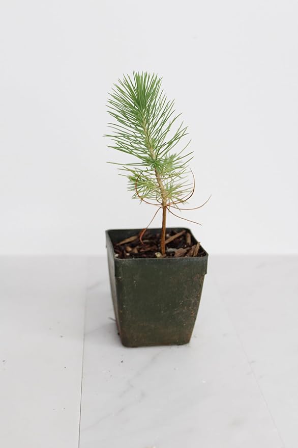 Generic Mini Bonsai Tree Starter Plant Gift Pinus Eldarica Aleppo Pine Afghan Pine Live Tree Pine Zen Garden House Plant Outdoor Plant 2 inch Pot (1), Green