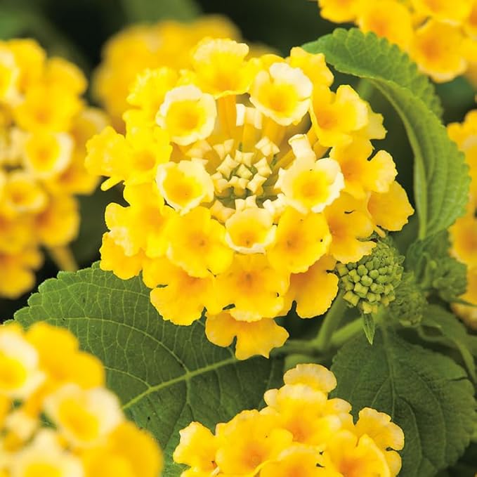 Pack 2 Yellow Lantana Plants Live for Planting Outdoors, 2 to 5 Inch Tall, Live Lantana Plants Well Rooted, Fragrant Flowers