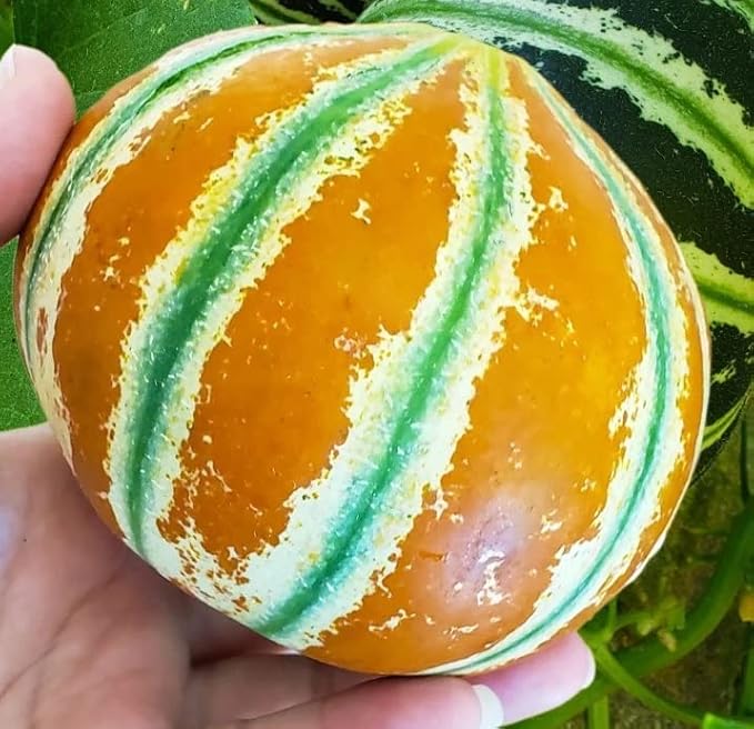 Melon Seeds for Planting (10 Seeds) - Grow Your Own Food (Kajari Melon)
