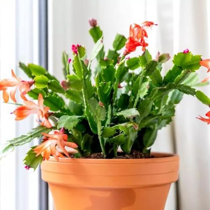 True Thanksgiving Cactus Plant Live in 4" Pot, Ready to Bloom, Holiday Christmas Cactus Plants Live, Vibrant Blooms (Red Orange)