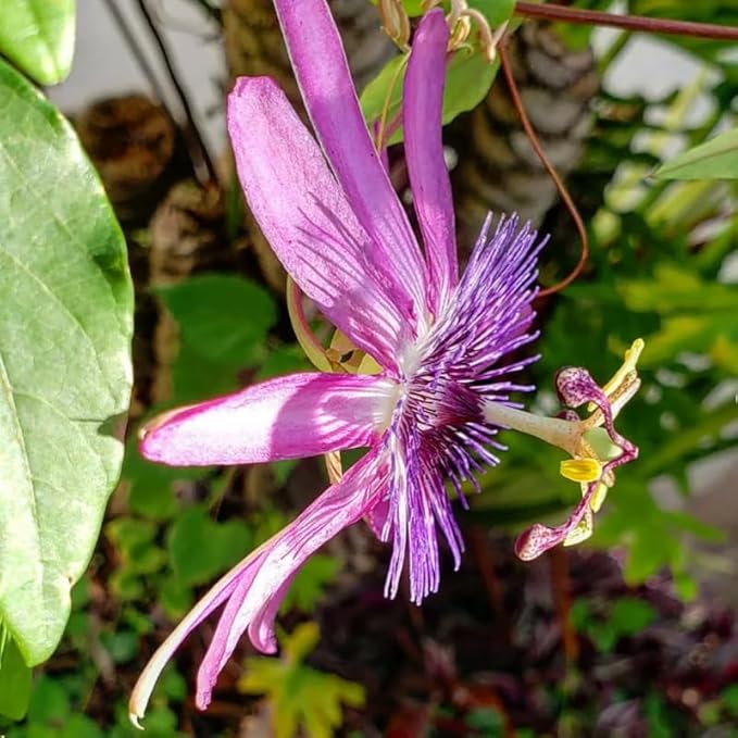 Passion Flower Plant Live, 5 to 8 Inch Tall Passiflora Vine, Fragrant Climbing Plant for Garden or Trellis, No Pot, Well-Rooted (Lavender Passion Flower)