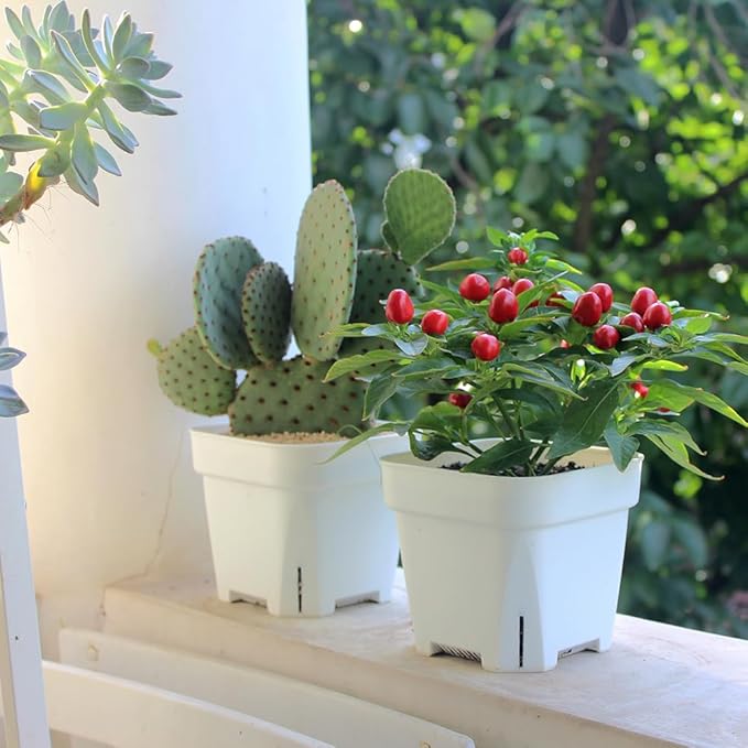 BangQiao 20 Pack 5.50 Inch White Plastic Nursery and Seedling Pots, Square Seed Starter Plant Pot Container for Cactus, Succulent, Cutting, Transplanting