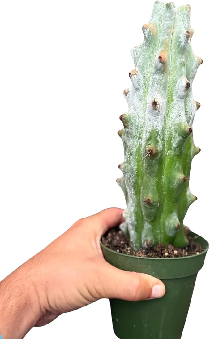 Ghost White Boobie Cactus Live Plant – Rare White Succulent Cactus Cutting – Fully Rooted Indoor & Outdoor Decorative Houseplant – Unique Gift for Home, Office & Garden Decor (Heat Pack Included)
