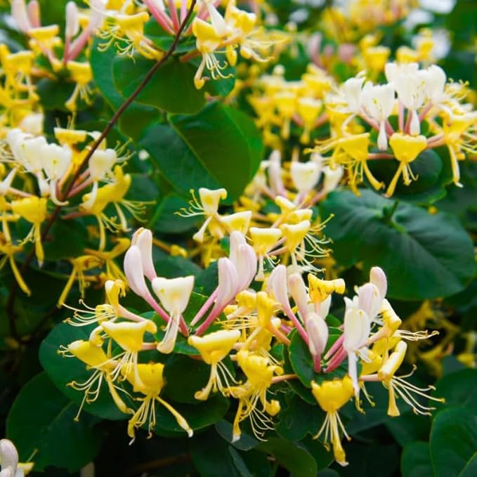 Honeysuckle Plant Live for Planting, Lonicera Honeysuckle Vine, Very Hardy, in 2.5 Inc Pot, Fragrant Yellow Bloom