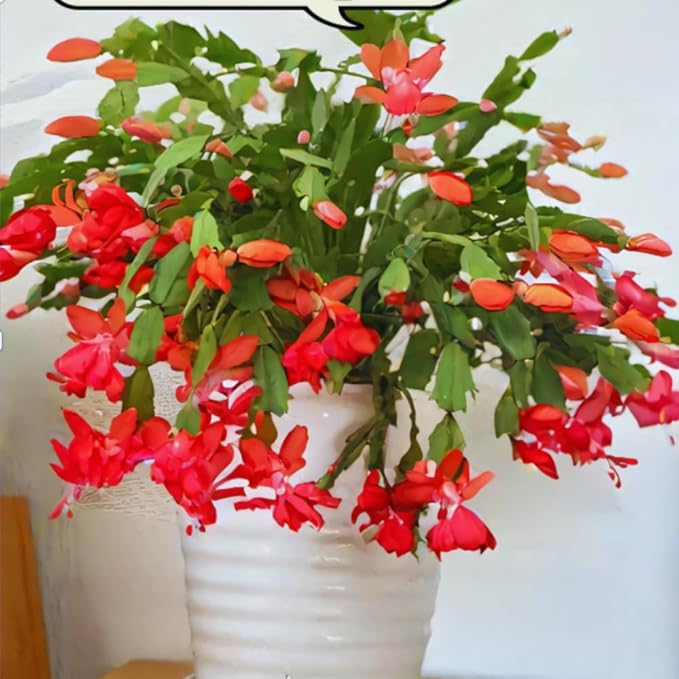 Christmas Cactus Plant Live, Holiday Cactus Live Plant, Hanging Baskets Houseplants, 4 Inc Potted (Red)