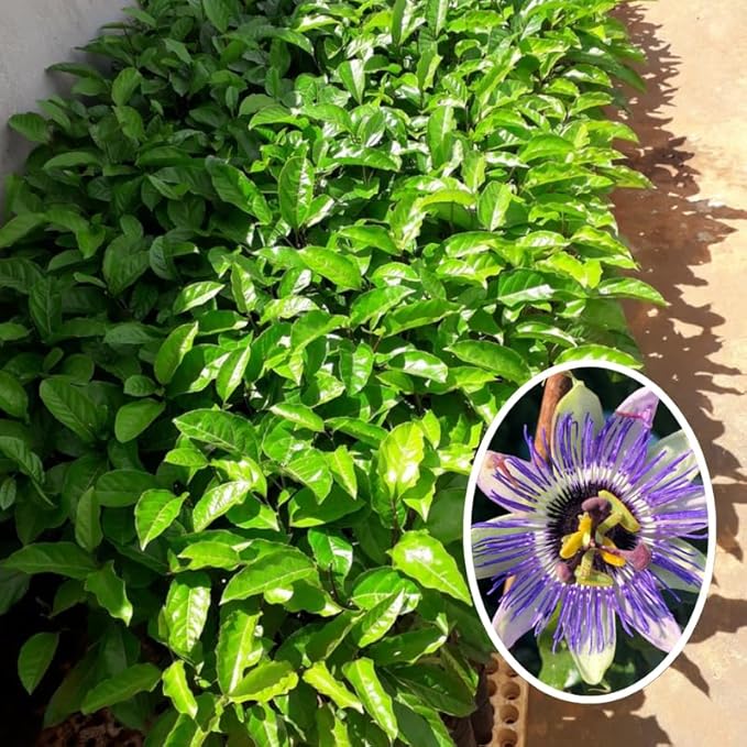 Passion Flower Plant Live, 5 to 8 Inch Tall Passiflora Vine, Fragrant Climbing Plant for Garden or Trellis, No Pot, Well-Rooted (Blue Passion Flower)