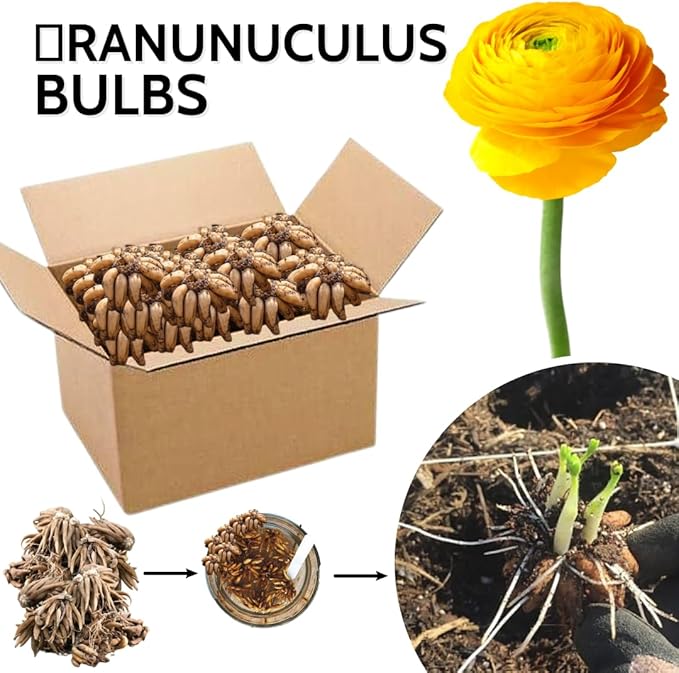 30 Ranunculus Bulbs for Fall Planting, Butterfly Ranunculus Corms, Peony Ranunculus Flower Bulbs for Garden, Vibrant Blooms in Spring (Yellow Ranunculus)