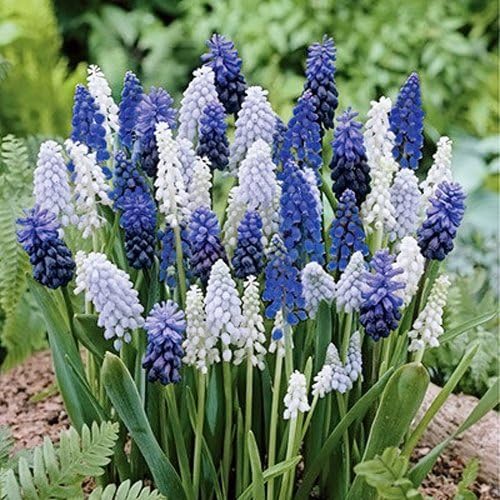 50 Muscari Delft Blue Moon Mixture - Grape Hyacinth