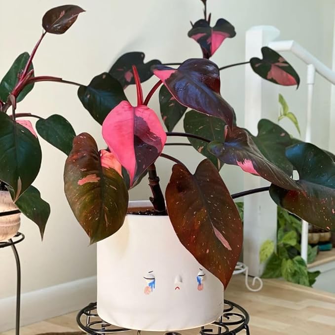 Pink Variegated Philodendron Live Plants, Unique Foliage Philodendron Plants, Rare Tropical Houseplant, No Pot, 4-8'' Tall