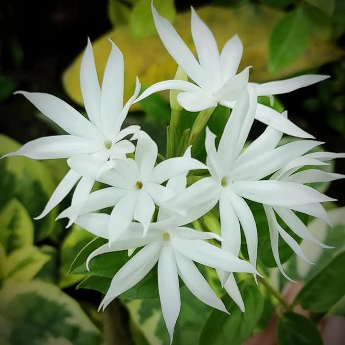 Jasmine Plant, Fragrant Jasmine Flower Vine 4-8 Inches Well Rooted for Container, Hanging Basket Growing (White)