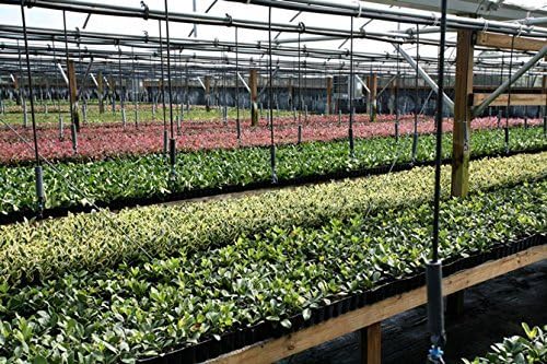 Ligustrum Waxleaf Privet - 10 Live Plants 2" Pot Size - Evergreen Privacy Hedge