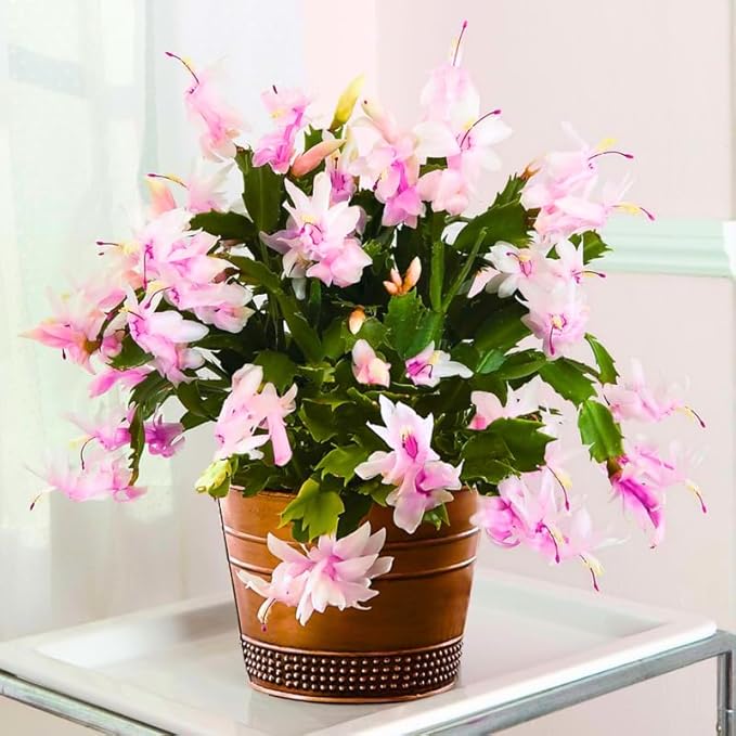 1 Thanksgiving Christmas Cactus Plants Live in 4" Pot, Houseplant Holiday Cactus, Vibrant Single Color Blooms Indoor Outdoor, Zygocactus Like, Winter Hardy (Light Pink)