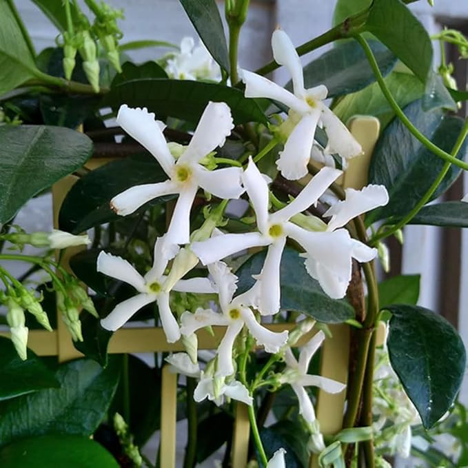 Star Jasmine Live Plant, 2 Blooming Jasmine Plants Live, 5 to 7 Inc Height