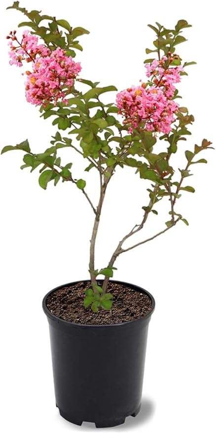American Plant Exchange Sioux Crape Myrtle Tree Live, 1-Gallon Pot, 1-1.5ft Tall, Bright Pink Flowers, Drought-Tolerant, Large Outdoor Landscape Accent, Year-Round Beauty