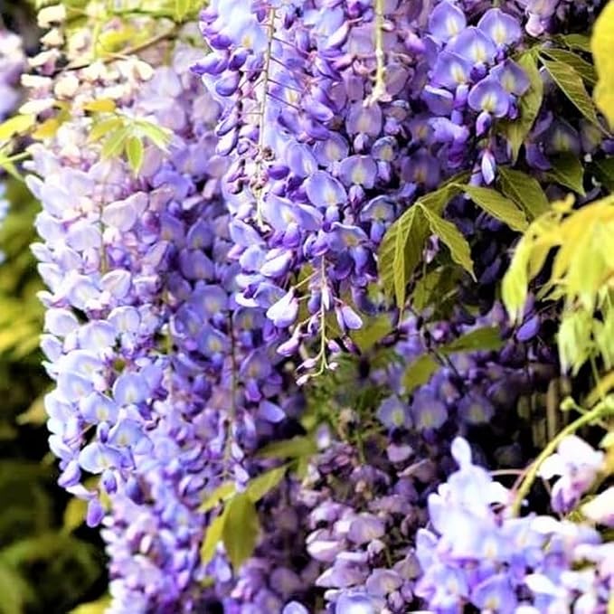 American Wisteria Tree Live Plant, 6 to 12 Inch Tall, Wisteria Vine Live Plant, Fragrant Wisteria Flowers Potted
