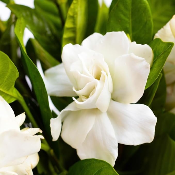 Cape Jasmine Plant Live, Frostproof Jasmine Live Plants, Gardenia Plant Live Climbing Vine No Pot Indoor Outdoor Fragrant Flower Garden Planting