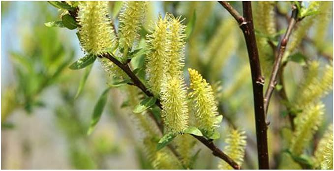 Weeping Willow Tree - Salix babylonica - Heavy - Established Roots - 1 Trade Gallon Potted - 1 Plant