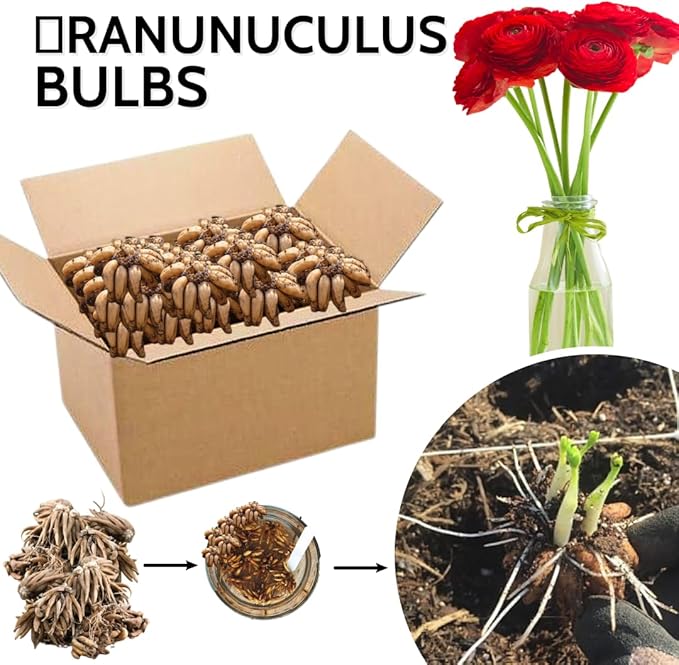 30 Ranunculus Bulbs for Fall Planting, Butterfly Ranunculus Corms, Peony Ranunculus Flower Bulbs for Garden, Vibrant Blooms in Spring (Red Ranunculus)