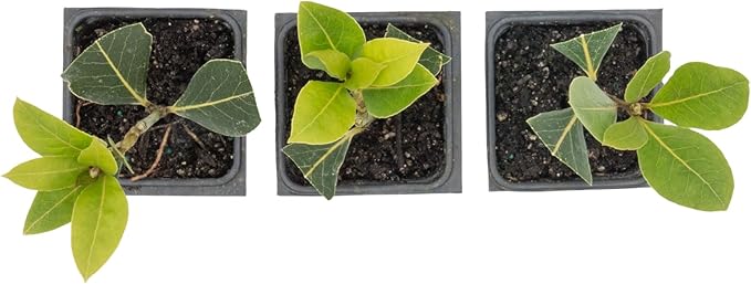 3 Live Bay Laurel Plants (Laurus Nobilis) – Aromatic Culinary Herb, Thriving in 2.5" Nursery Cubes