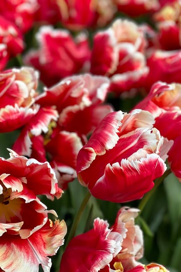 20 Tulip Bulbs for Fall Planting, Top Size Tulips Bulbs Perennial Flowers, Vibrant Spring Blooms, Easy Fall Planting (Red Tulip Collection)