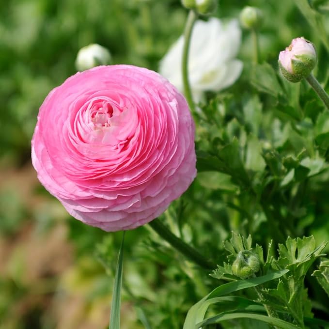 25 Ranunculus Bulbs for Fall Planting, Perennial Flowers Bulbs for Gardens, Vibrant Peony Buttercup Corms for Outdoor Borders (Pink Ranunculus Bulbs)