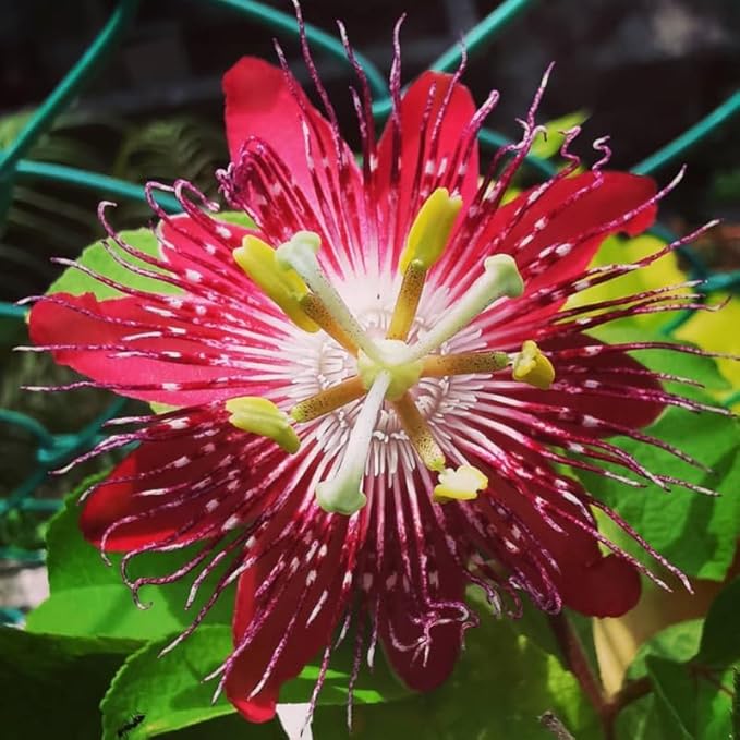 Passion Flower Plant Live, 5 to 8 Inch Tall Passiflora Vine, Fragrant Climbing Plant for Garden or Trellis, No Pot, Well-Rooted (Burgundy Red Passion Flower)