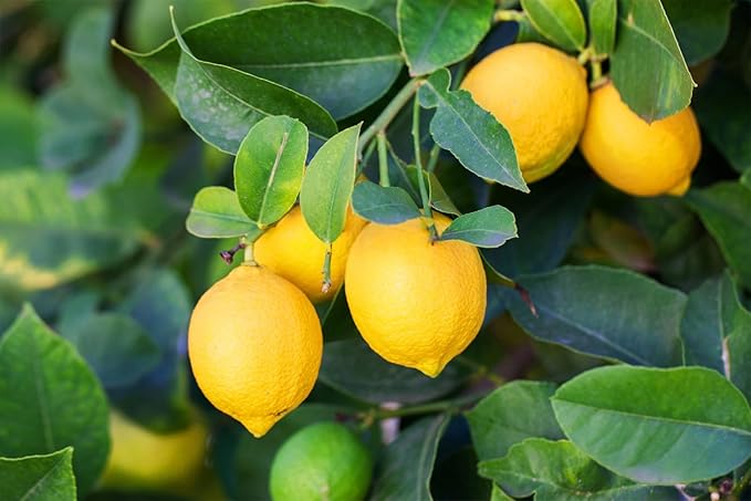 5 Variety Melon Fruit Seeds for Planting, Hami Melon, Yellow Canary Melon, Green Flesh Honeydew Melon, Sweet Watermelon, Sugar Baby Watermelon, Non-GMO Heirloom Easy to Grow