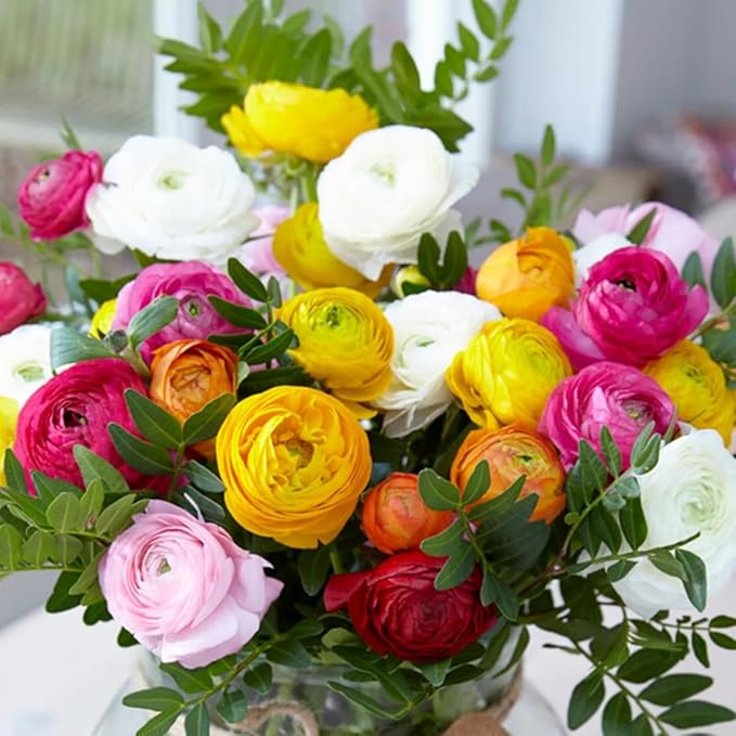 30 Ranunculus Bulbs for Fall Planting, Butterfly Ranunculus Corms, Peony Ranunculus Flower Bulbs for Garden, Vibrant Blooms in Spring (Mixed Ranunculus)