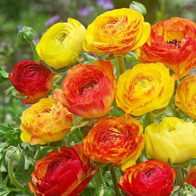 25 Ranunculus Bulbs for Fall Planting, Perennial Flowers Bulbs for Gardens, Vibrant Peony Buttercup Corms for Outdoor Borders (Multicolor Ranunculus)