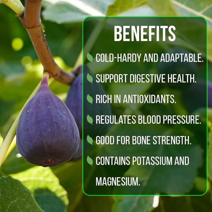 Fig Tree Chicago Hardy Live for Sale (4 Pack) | Cold Hardy Easy to Grow Plants | Edible Fruit Plant | Grow Your own Food on Your Edible Organic Garden| Live for Planting| No Seeds