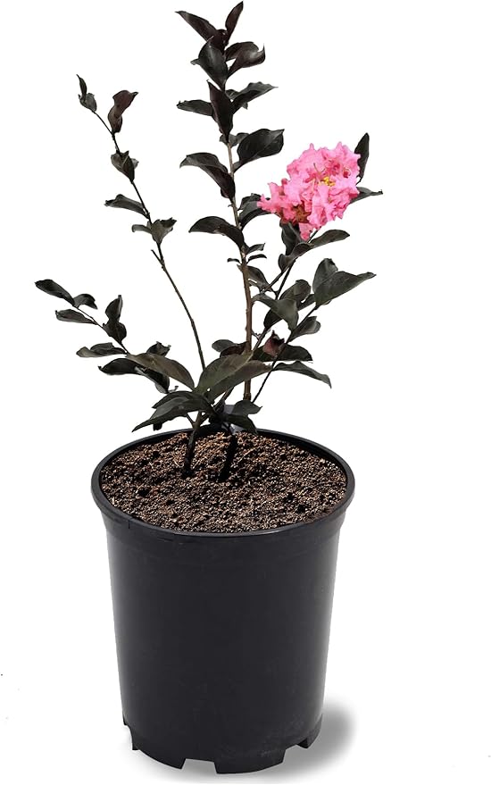 American Plant Exchange Black Diamond Shell Pink Crape Myrtle Tree Live, 1-Gallon Pot, 1-1.5ft Tall, Vibrant Pink Flowers, Drought-Tolerant, Large Outdoor Landscape Accent, Year-Round Beauty