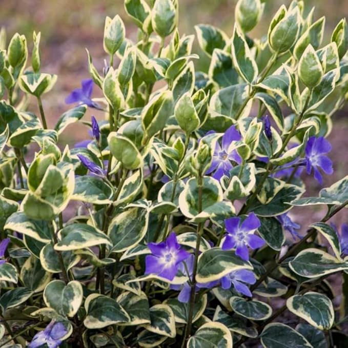 12 Variegated Vinca Plants, Vinca Minor Ground Cover Plant, Blue Flowers Periwinkle Plants, Perennial Vine Bare Roots
