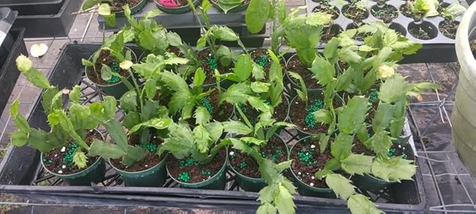 2 Christmas Cactus Plants Live, Starter Holiday Thanksgiving Cactus Plant for Indoor Outdoor Houseplants, Fasle Easter Cactus Plants Like, Cold Hardy, 5-9" in Tall, No Pot (Red)