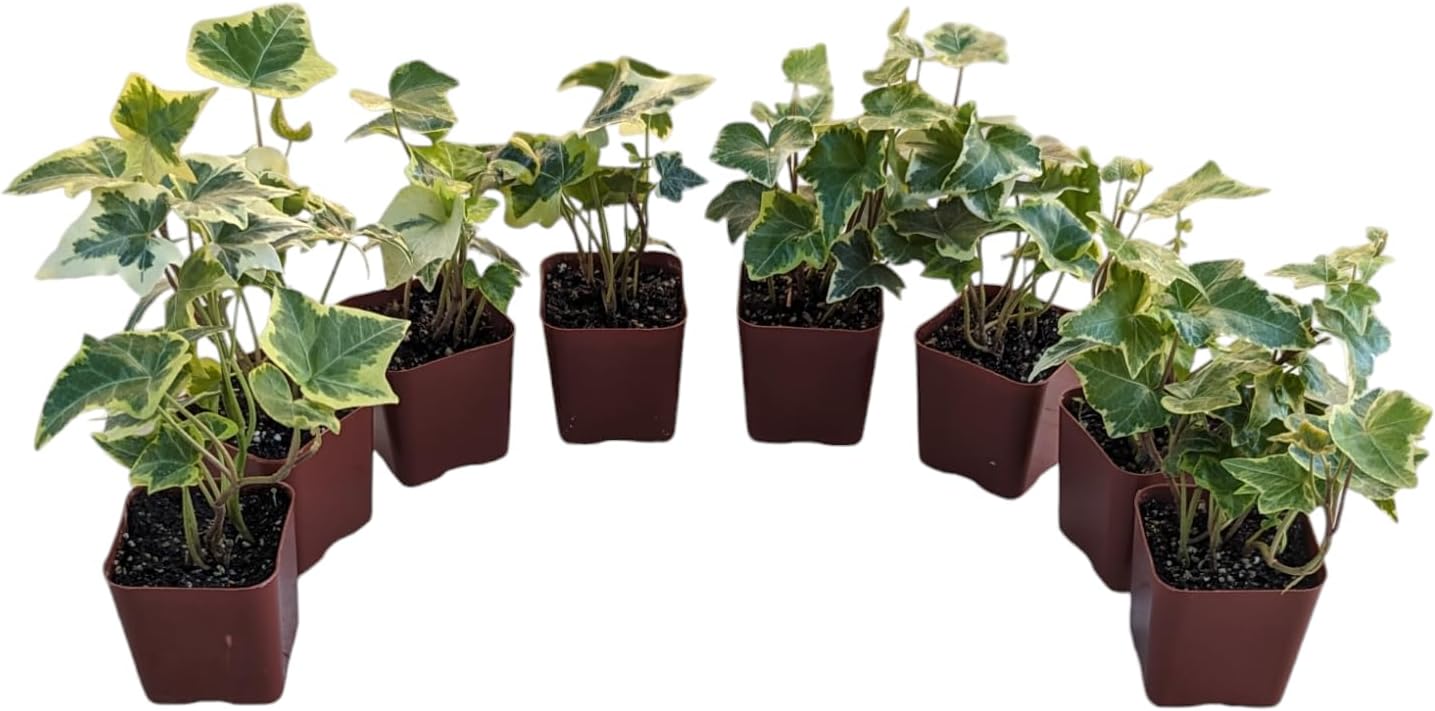 Gold Child English Ivy Plants, Set of 8, Hardy Groundcover, 2 1/4" Pot